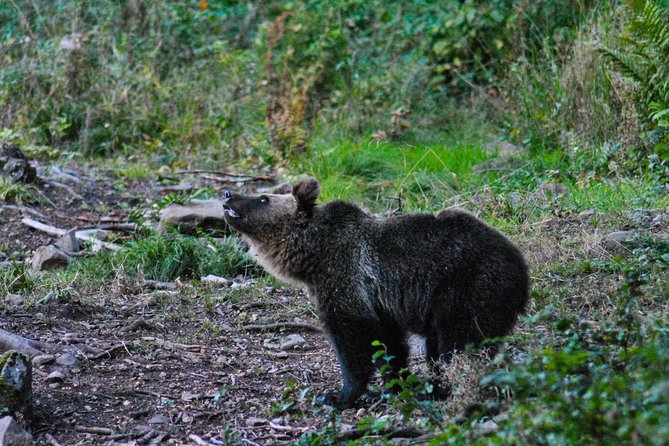 Private Brown Bear Watching Experience near Odorheiu Secuiesc - What else you might see in the Carpathian forest