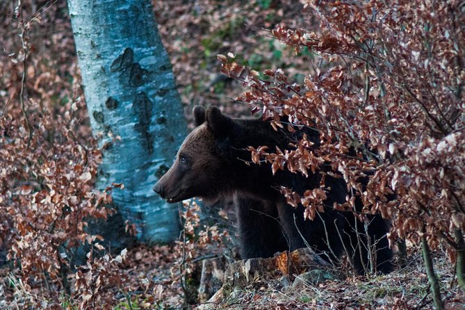 Private Brown Bear Watching Experience near Odorheiu Secuiesc - Safety, distance, and the armed guide