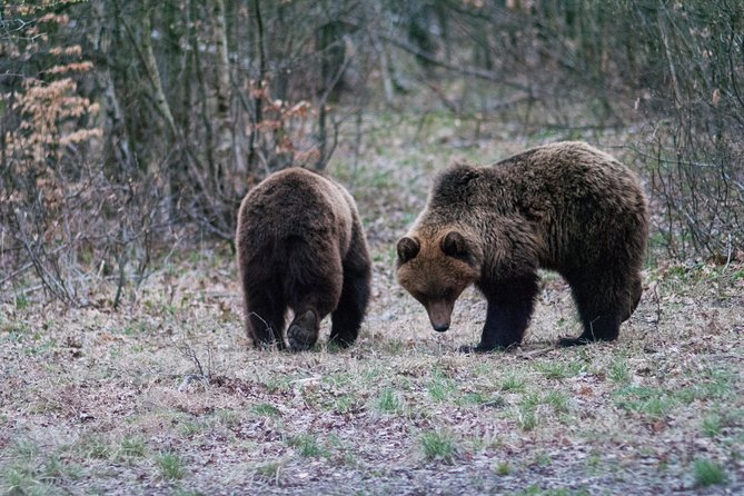 Private Brown Bear Watching Experience near Odorheiu Secuiesc - What to wear and bring for three hours outside