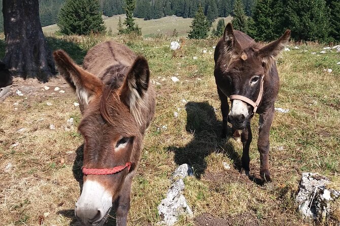 Private Full-Day Hiking Tour in Piatra Craiului National Park - Cabana Curmătura and the best kind of lunch stop