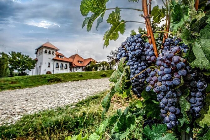 Private Wine Tasting in Cellar and the Winemaking process - Casa Timis in Chitorani