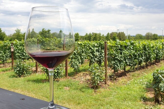 Private Wine Tasting in Cellar and the Winemaking process - What the private format changes