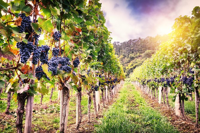 Romanian Wine Tasting - LacertA Winery: from grapes to finished wine