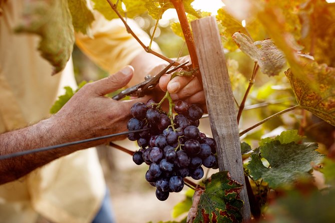 Romanian Wine Tasting - More than 10 wines, plus snacks