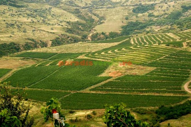 Salt Mine , Lunch at Winery & Dracula Grave - Private Tour - Lunch and vineyard views at Casa Seciu