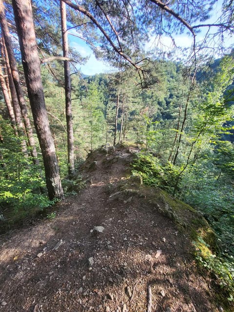Sibiu: Cindrel Mountains Hike with Traditional Brunch - Forest paths, meadows, and open mountain views