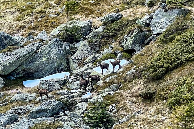 Transfagarasan Highway and Bran Castle Day Trip From Brasov - The guides: Vali, Vlad, and the value of a small group