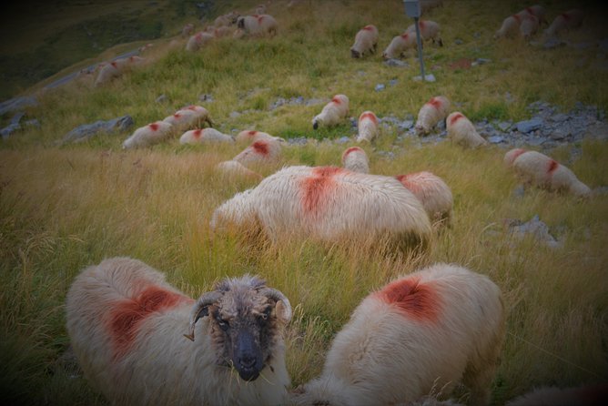 Transfagarasan, Vidraru and Poenari Fortress Tour from Sibiu - Is $173.52 a fair price?