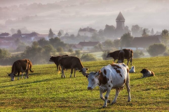 Transfer Bucharest -Brasov with Targoviste and Bran Castle visits - Should You Book It?