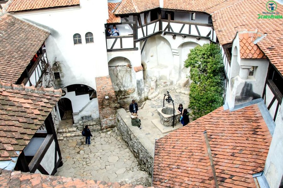 Visit Bear Sanctuary and Bran Castle from Brasov - LiBEARty Sanctuary: the strongest stop