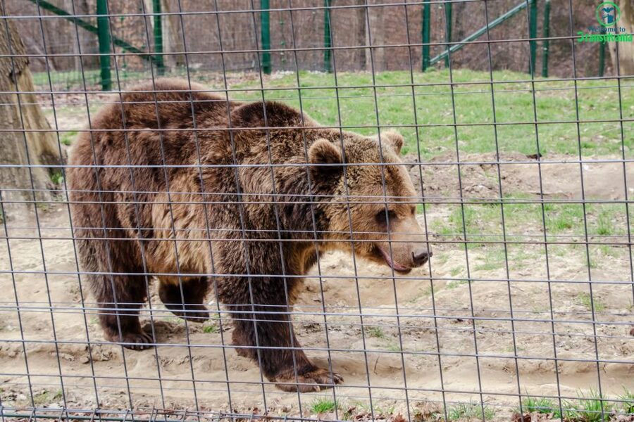 Visit Bear Sanctuary and Bran Castle from Brasov - Bran Castle and the Dracula connection