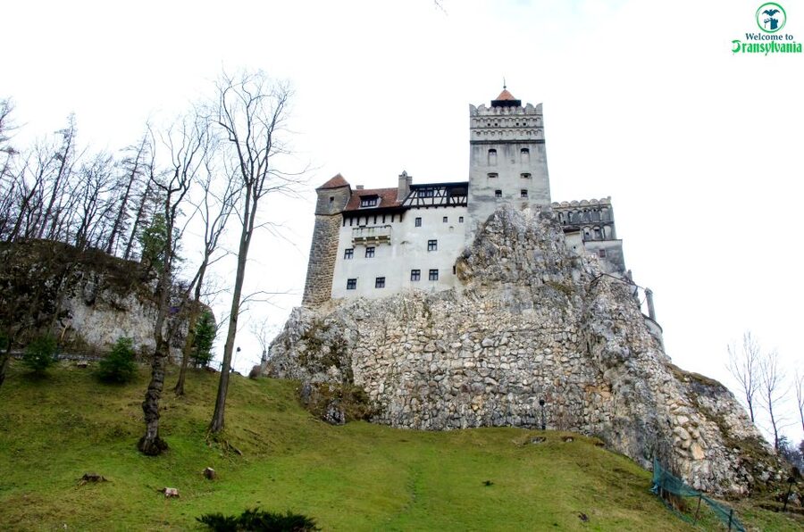 Visit Bear Sanctuary and Bran Castle from Brasov - Should you book the Bear Sanctuary and Bran Castle tour?