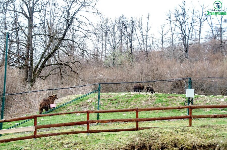 Visit Bear Sanctuary and Bran Castle from Brasov - FAQ